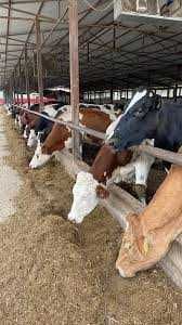 Colostru de vaca crud