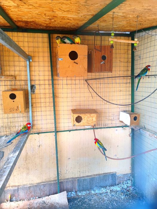 Чифтове розелиии