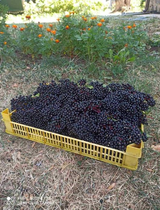 Сироп от черен бъз