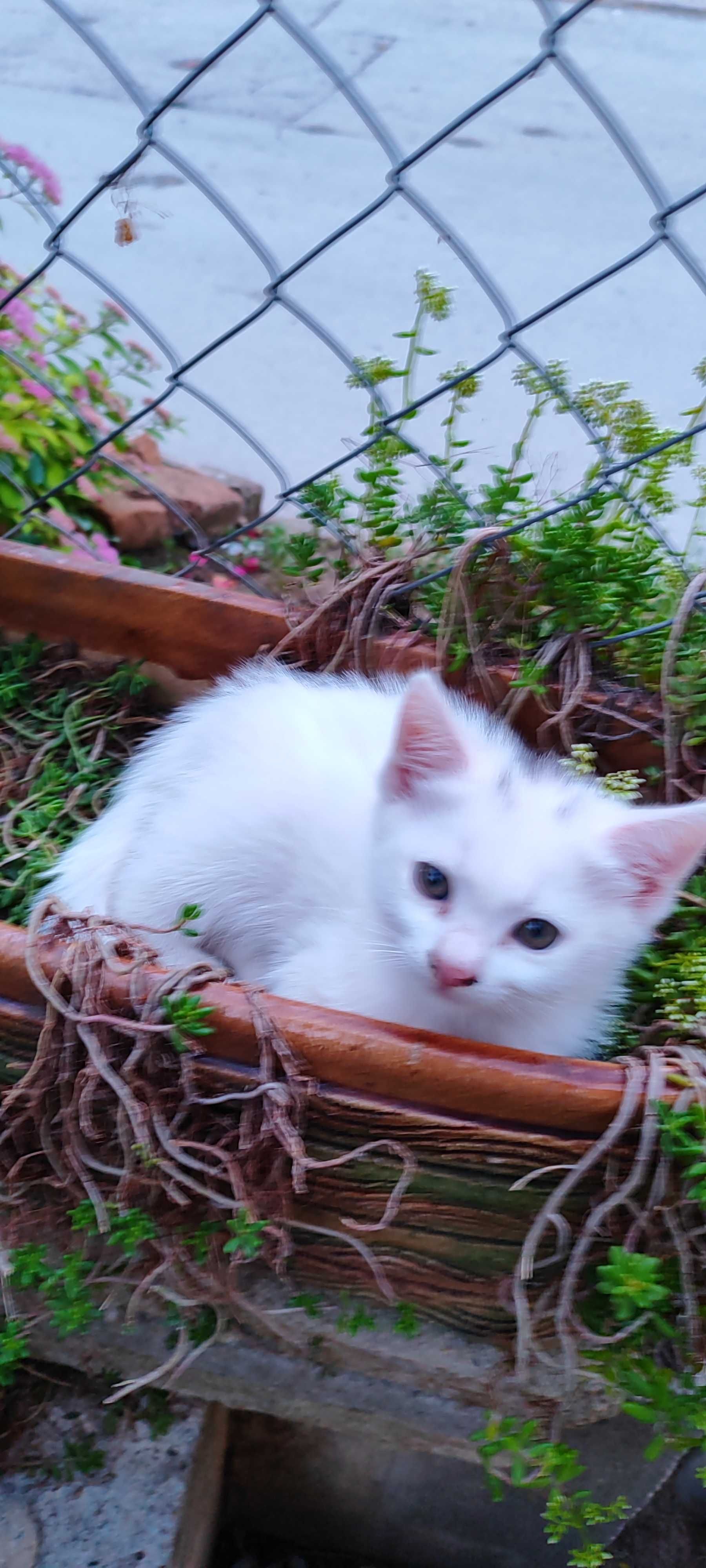 Котенца- две черно-бели момченца и едно бяло момиченце