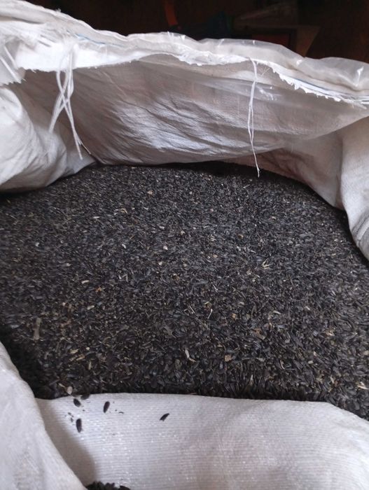 Vând floarea soarelui