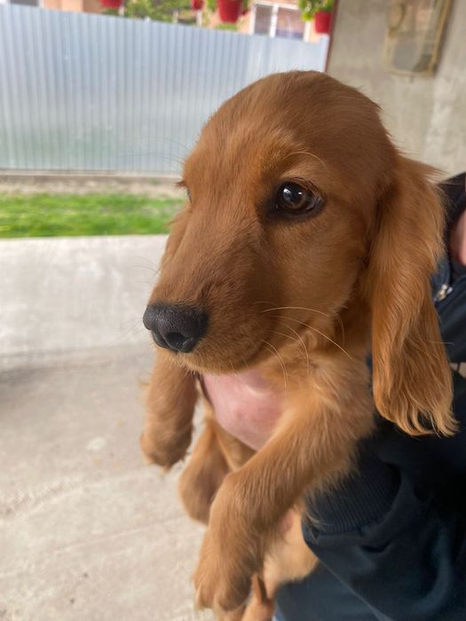 Cocker spaniel fetița