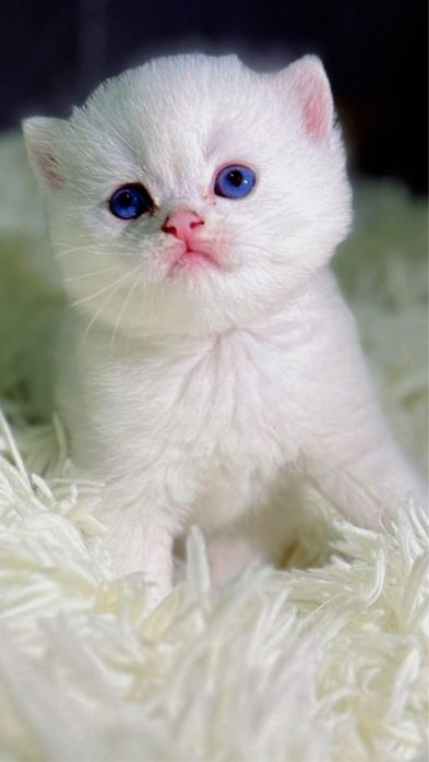 Британские шиншила котята премиум класса