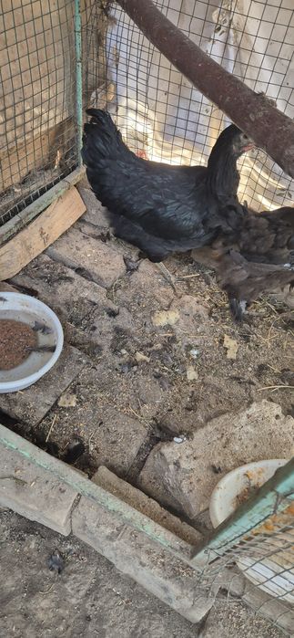 Qora shaxzoda xoroz tovuqlar sotaman