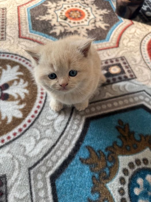 Котята скотиш фолд