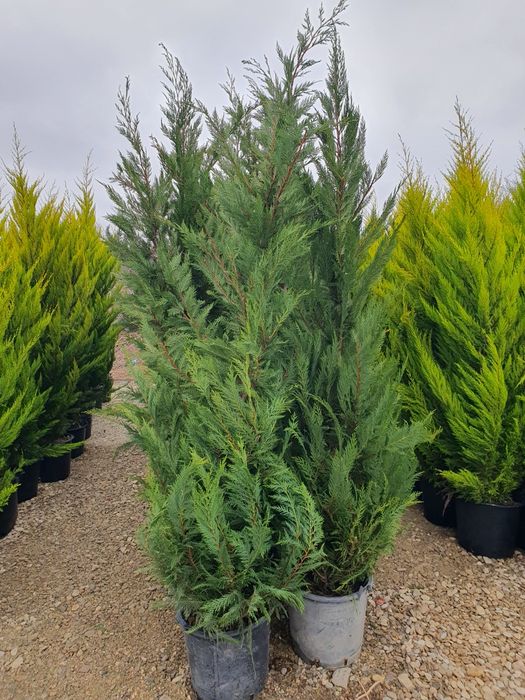 Cupressus leylandii 2.3m - 2.5m, asiguram transport și plantat!