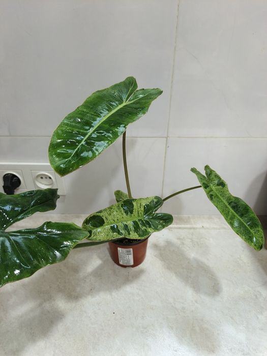 Филодендрон Бурле Макс