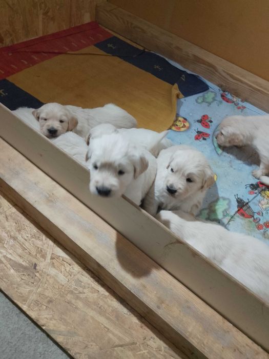 Голдън ретривър бебета