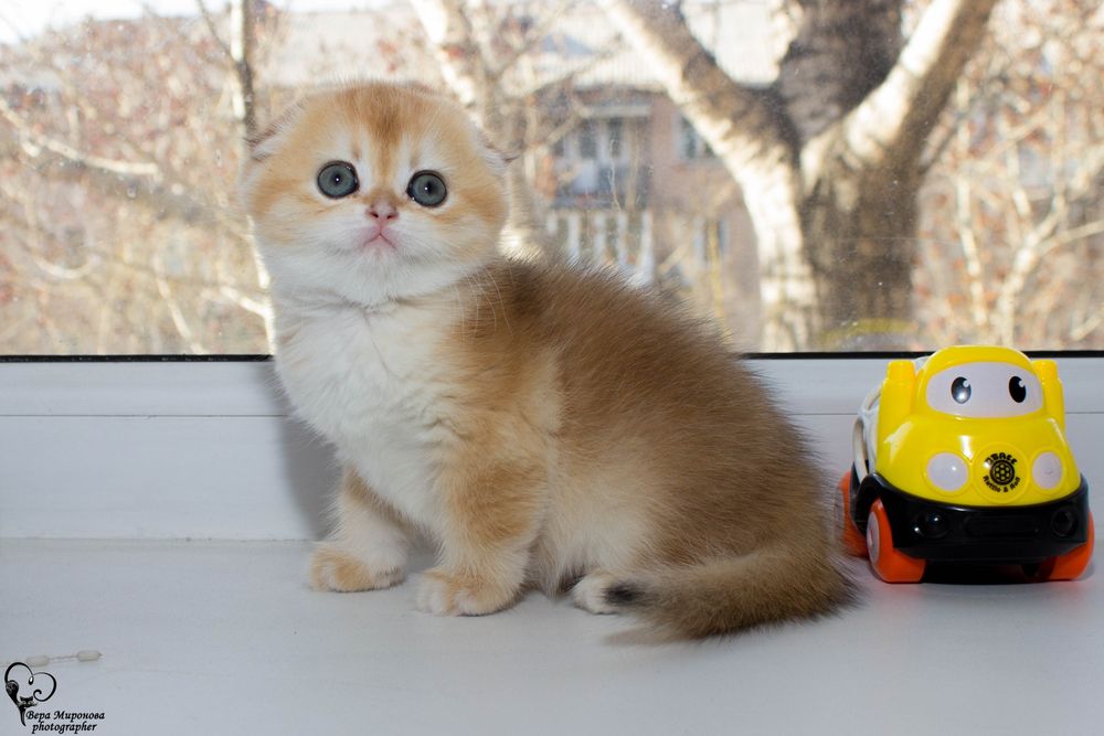 Шотландские котята фолд страйт золотая шиншилла шиншилла, биколор, сол