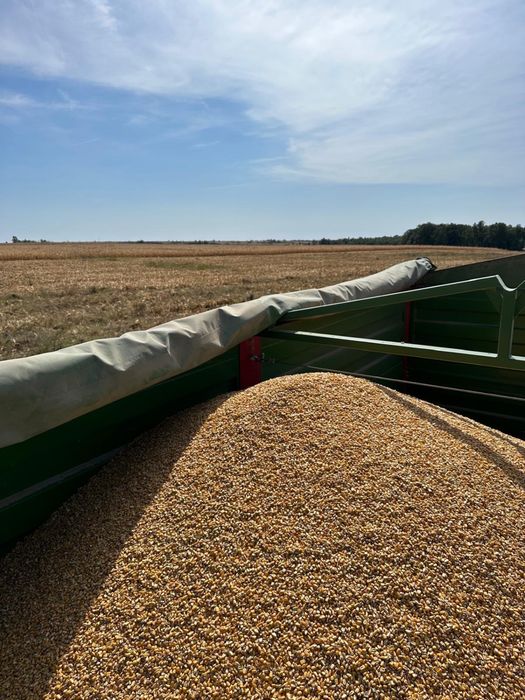 Vand Porumb 2025 productie propie