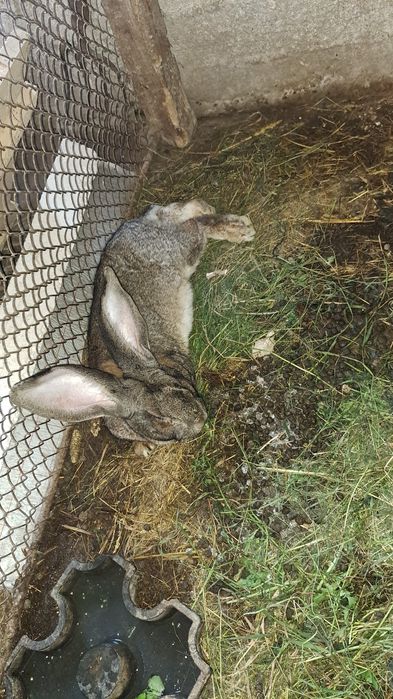 Iepuri Uriasi Germani tineri