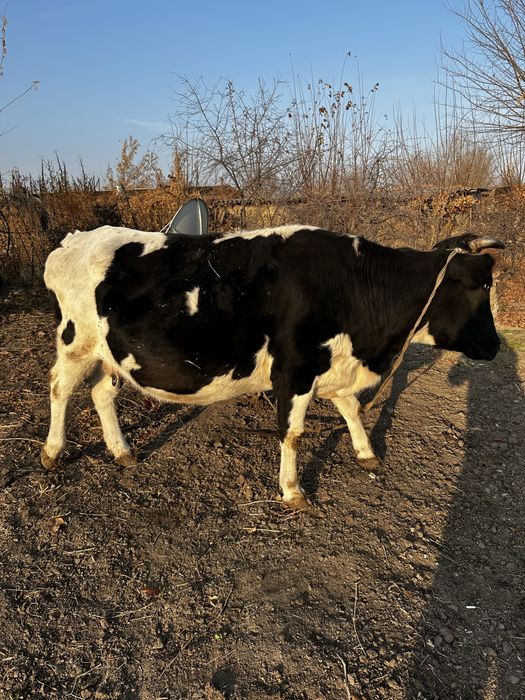 молочная корова цена 700 000тыс Шу - Чу