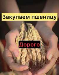 пшеница, зерно (дорого)