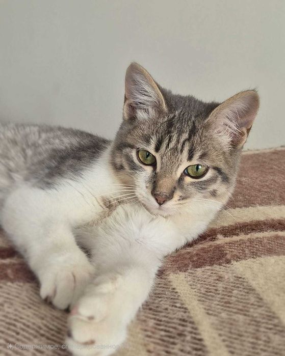 Котенок 4 месяца ищет дом! Бесплатно