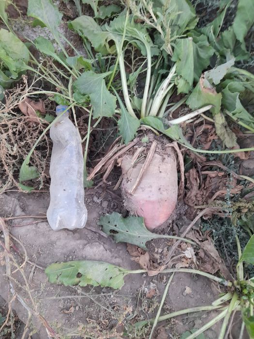 Lavlagi. Sotiladi.