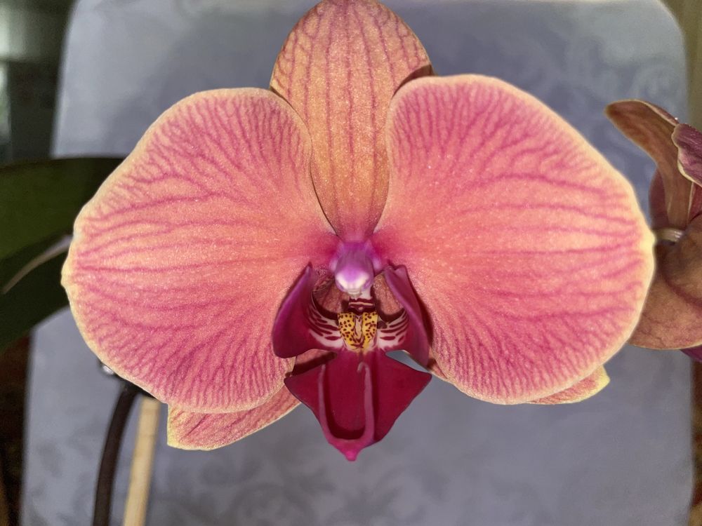 Орхидеи фаленопсисы домашнее цветение