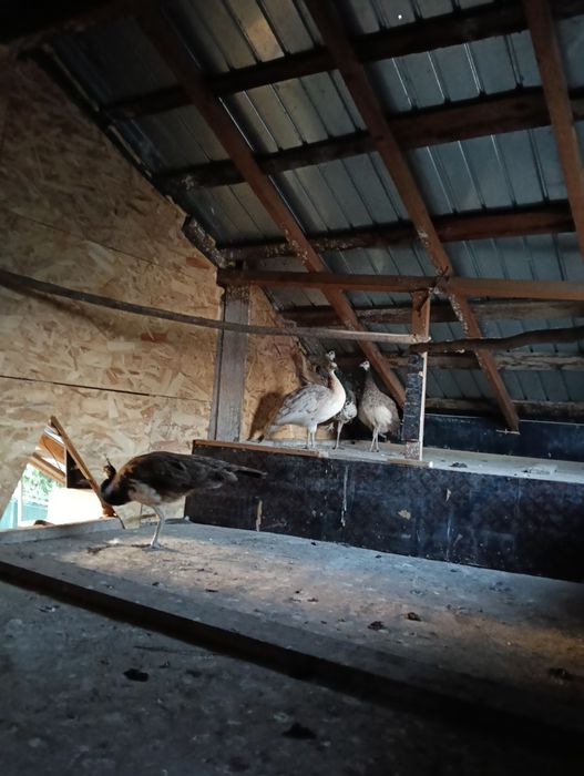 Vând păuni standard