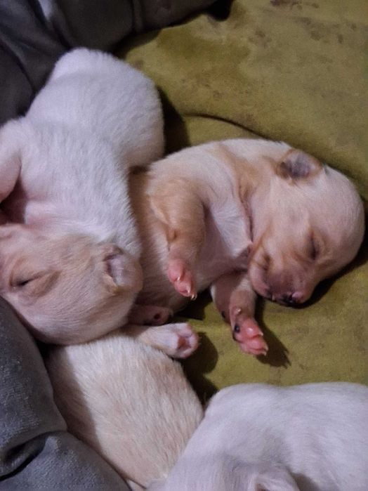 Vand cațelușii acum cu ocazia sarbatorilor