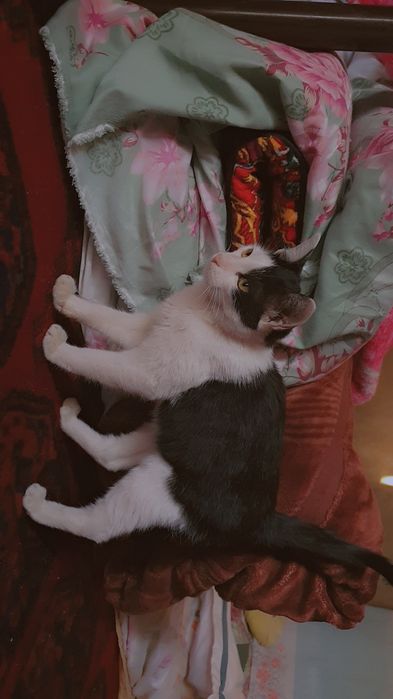 Hadiya,  mushukcha
