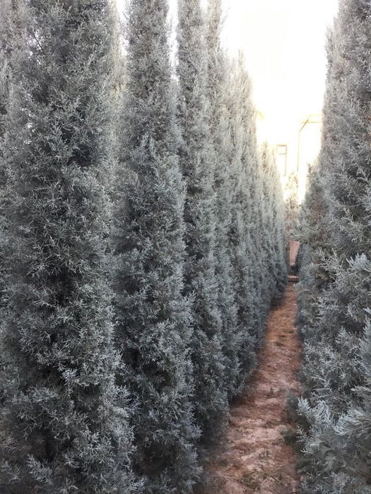 Arizonskiy kiparis archalari sotiladi xar xil razmerlari bor