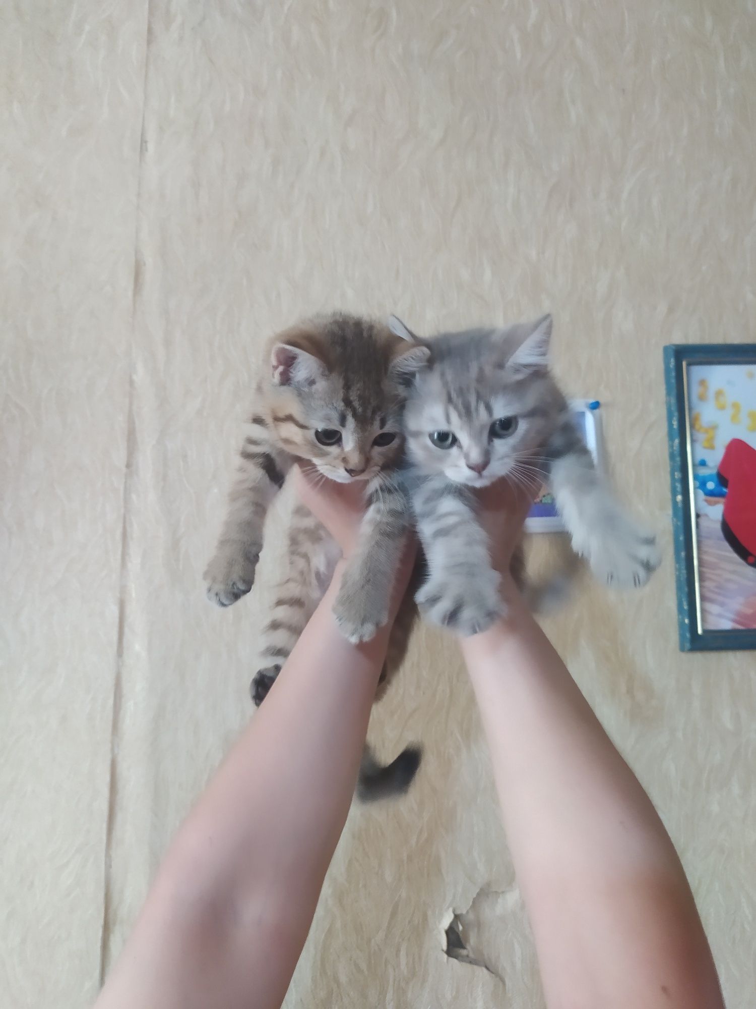 Шотландские скотиш Страйт котята.