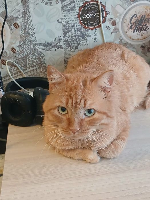 Рыжий кот-счастье в дом!