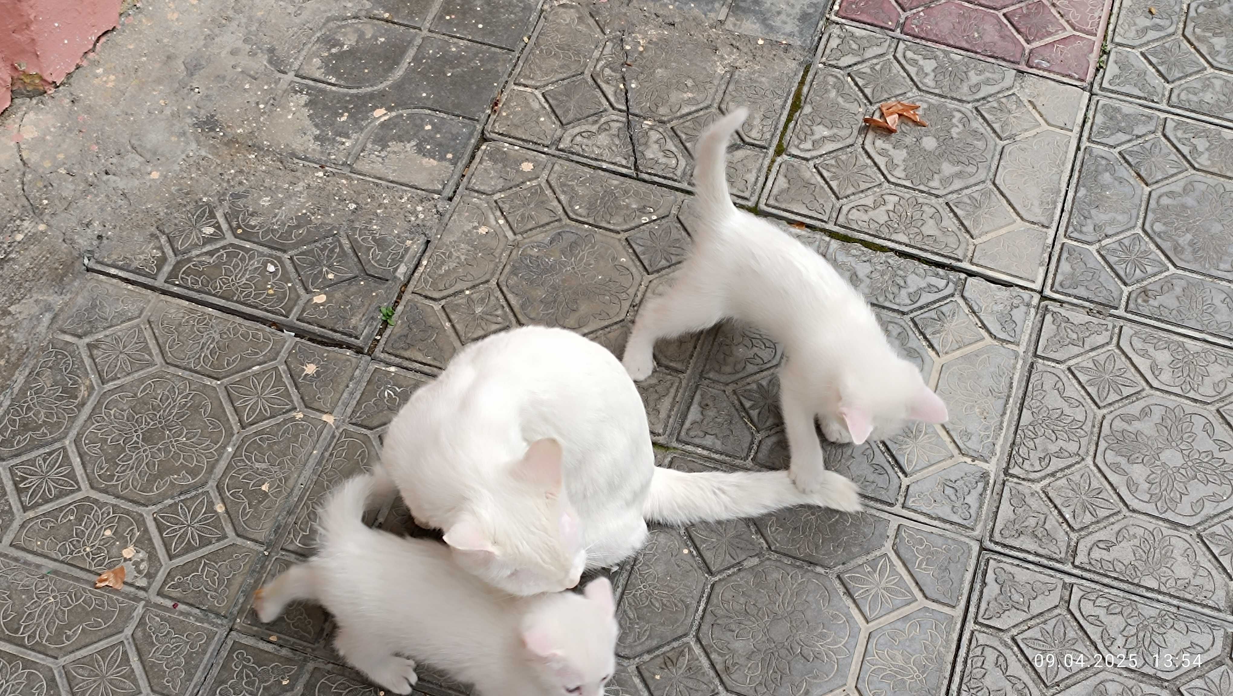 Котёнок Турецкая ангора