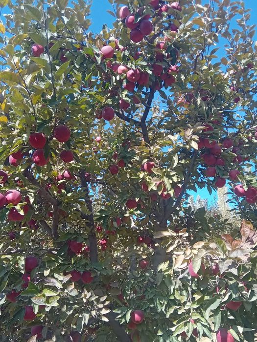 Baxmal tumanida olma sotiladi