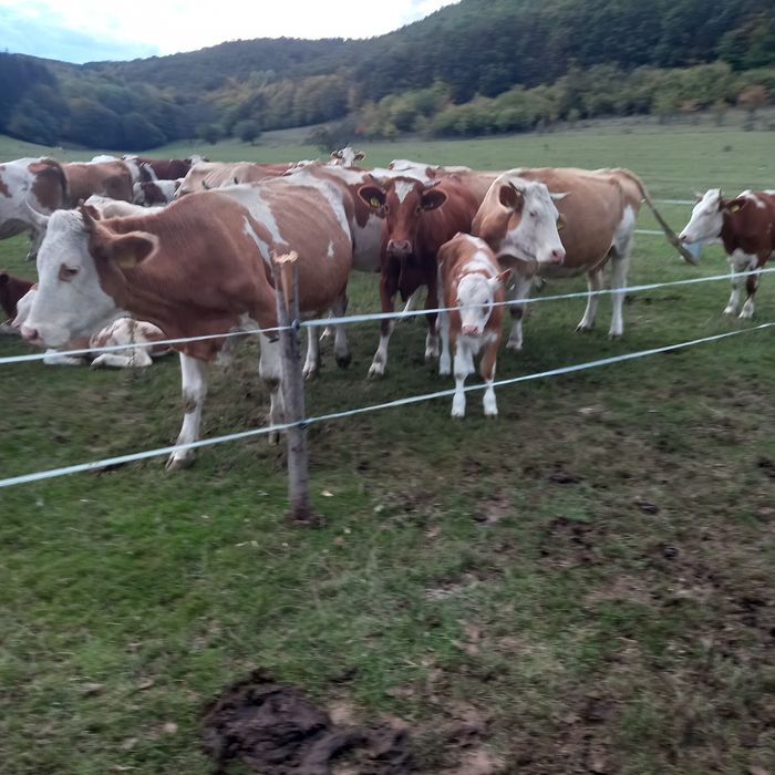 Vaci și juninci de vanzare