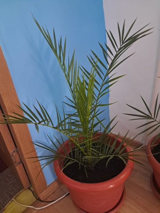 Vând planta decorativă,palmieri