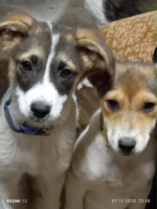 Подарявам кученца