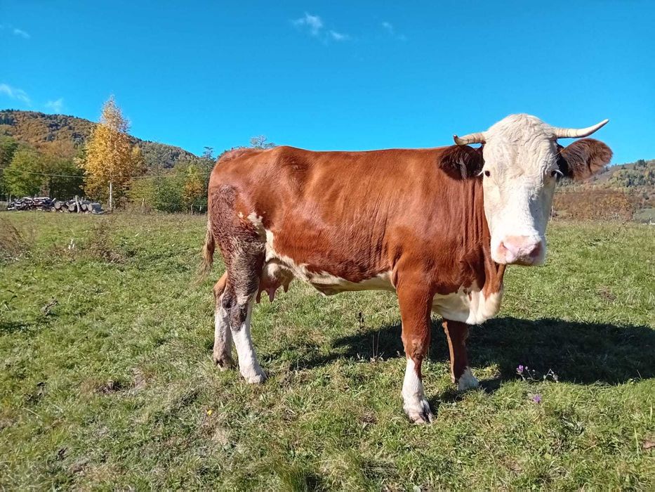 De vânzare vaca cu vitel