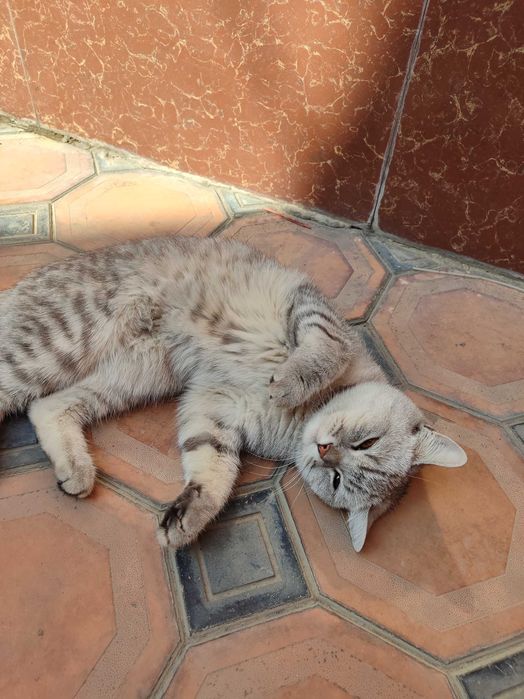 Кошка скотиш страйт