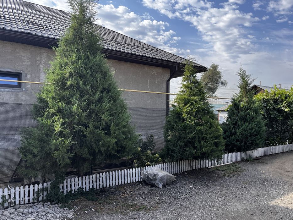 Озеленение территории