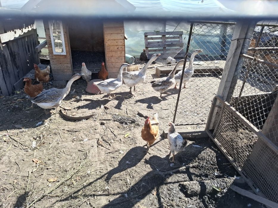 Gasca si rate de vanzare