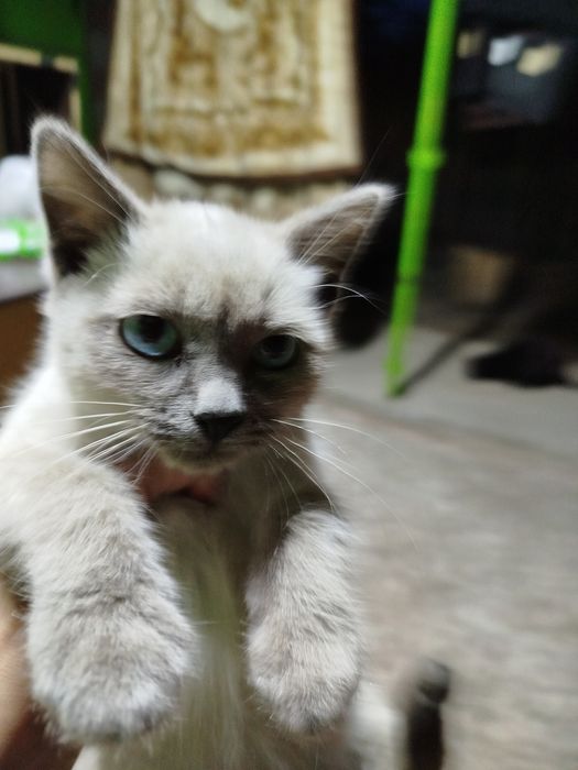 Отдам котят в добрые ручки