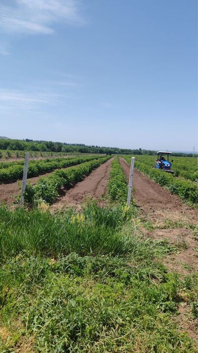 Продам малиновое поле — 4,6 га (КХ), пос. Красный Восток.