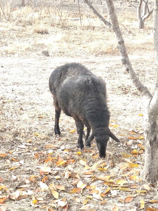 Продажа  Баранов