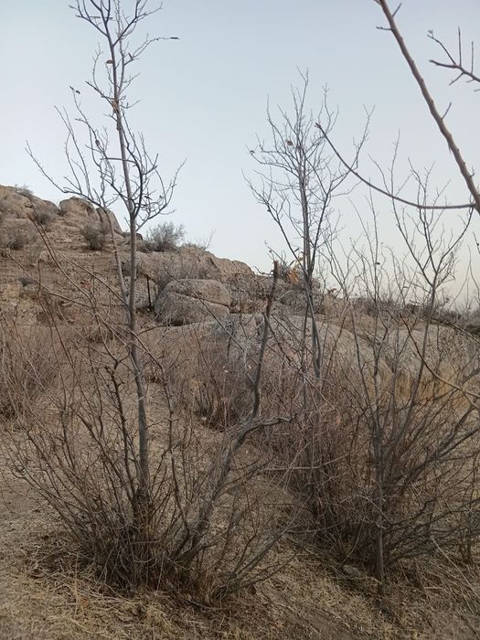 Manzarali daraxt  ko'chatlari