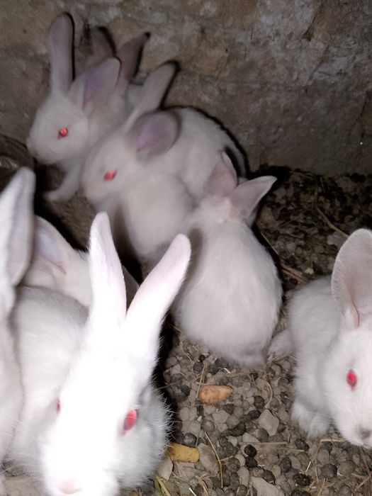 Kaliforniya zotli quyon bolalari sotiladi