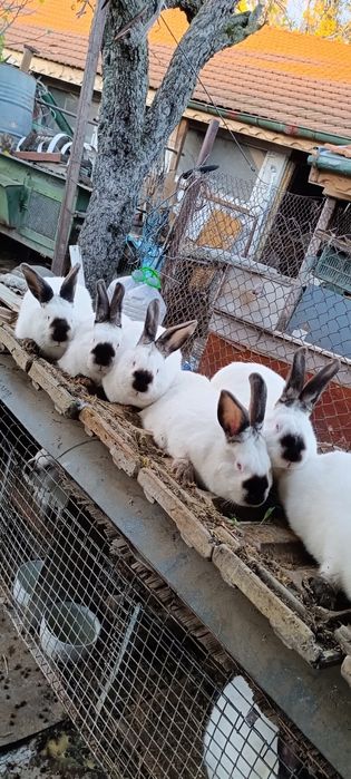 Калифорнийски зайци