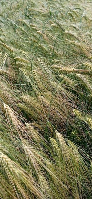 Семена ячменя Элвин