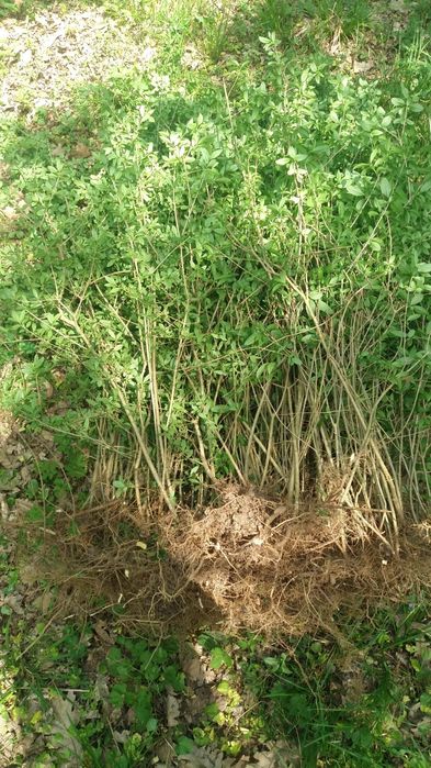 Ligustrum / lemn cainesc creștere rapidă / gard viu/