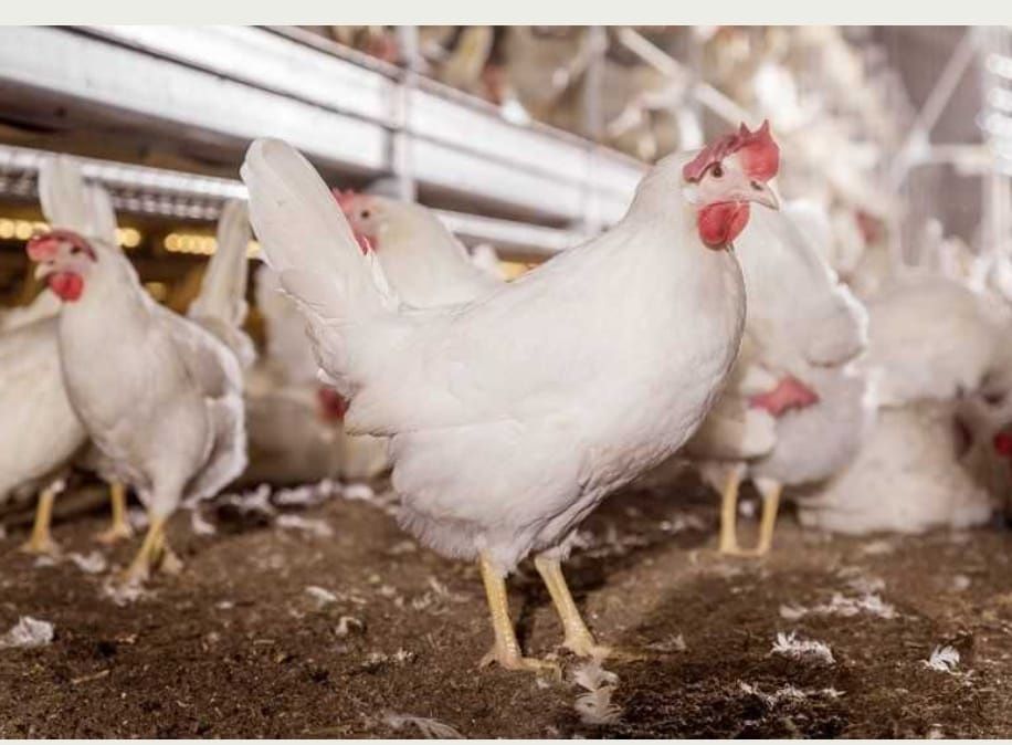 Куры белые Легорн