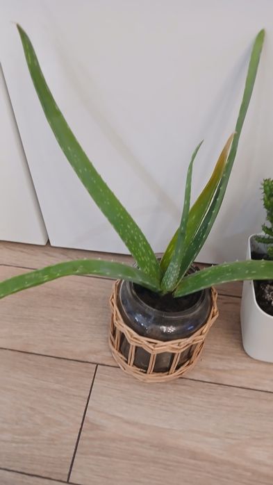 Цветя всички за 22 лв