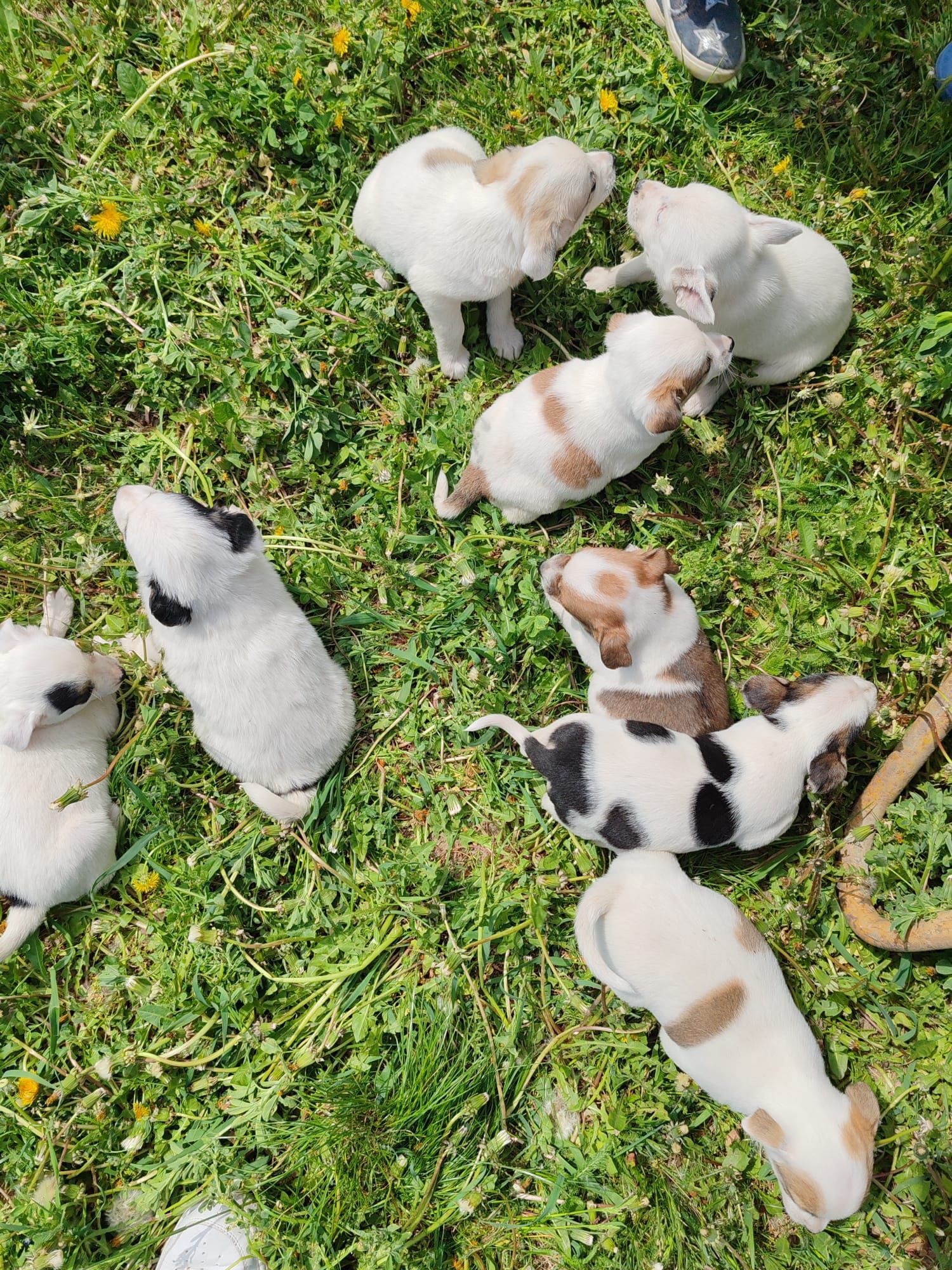 Cățeluși spre adopție!!