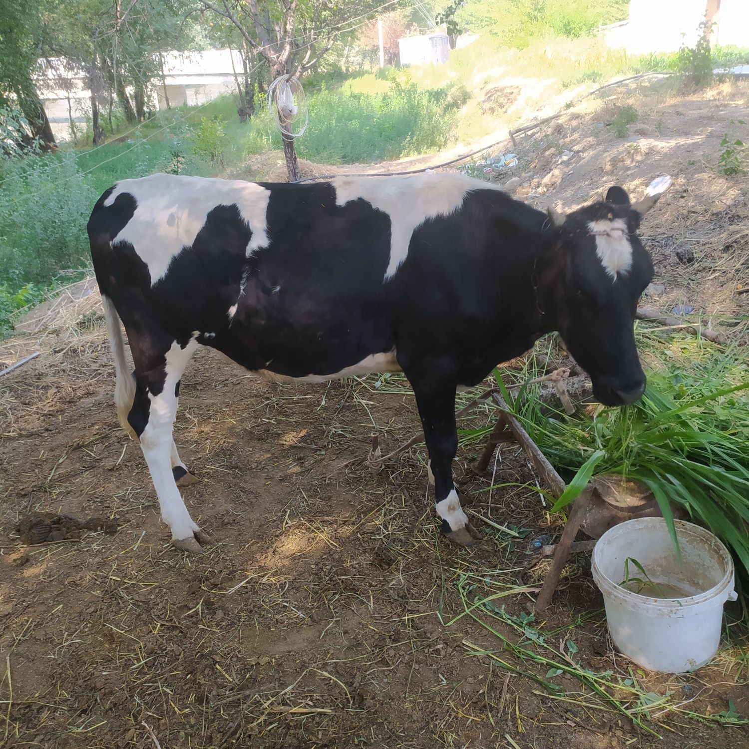 Sigir sotiladi parodali