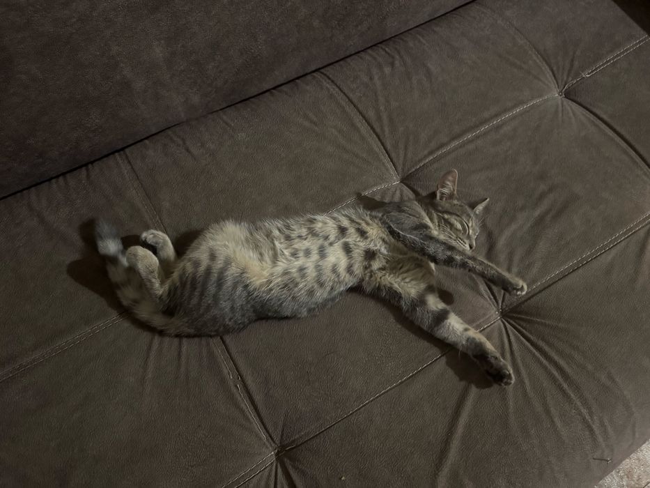 Кот               .