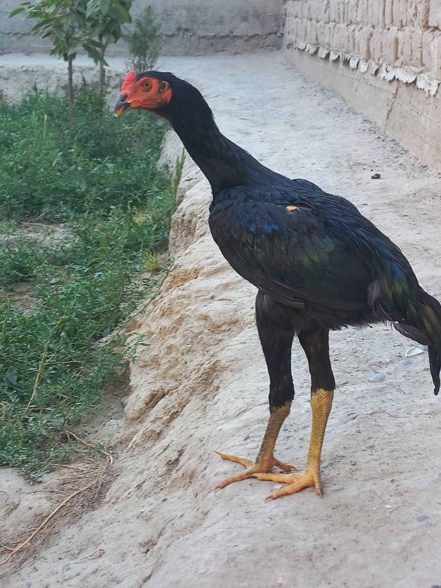 Yaxshi zot jujalar sotiladi
