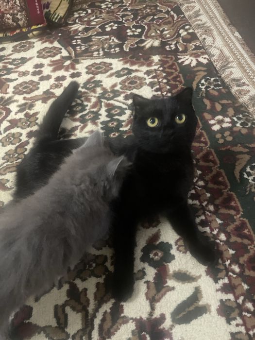 Skotish onasi bepul hadyaga beraman yaxshi qolarga bolsa beriladi